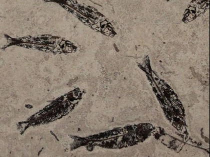 魚化石