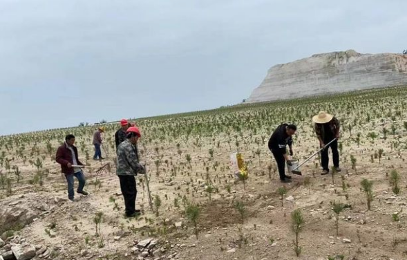 吳山鎮開啟新一輪“石材礦山生態修復補植補種”模式