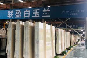 聯(lián)盈白玉蘭