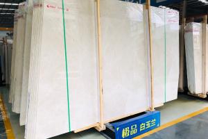 聯盈白玉蘭
